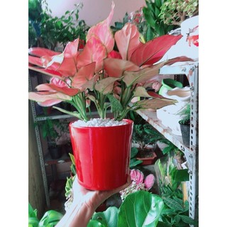 Chậu Cây Vạn Lộc Hồng Lớn