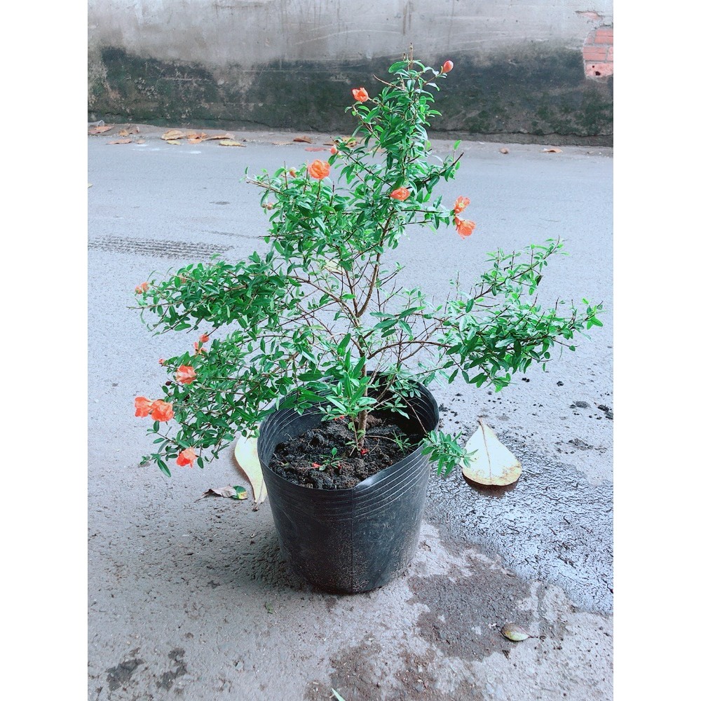 Cây Lựu Cho Sai Trái