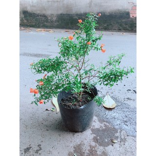 Cây Lựu Cho Sai Trái