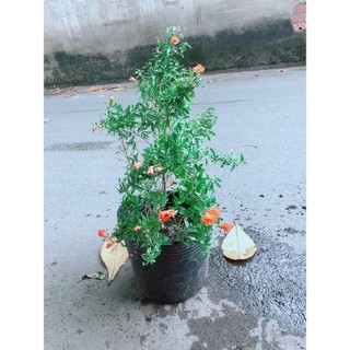 Cây Lựu Cho Sai Trái