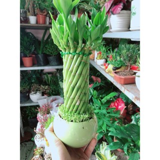 Chậu Trúc Phát Tài