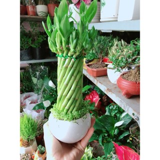Chậu Trúc Phát Tài