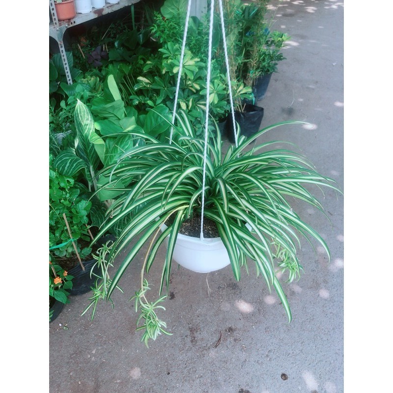 Chậu Cây Dây Nhện