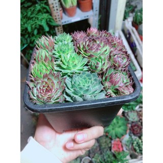 Sen Đá Phật Bà