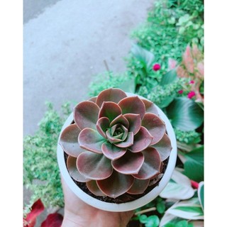 Chậu Sen Đá Nâu