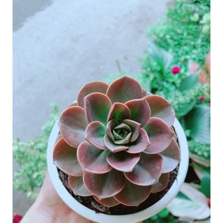 Chậu Sen Đá Nâu
