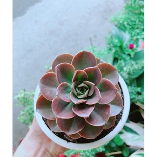 Chậu Sen Đá Nâu