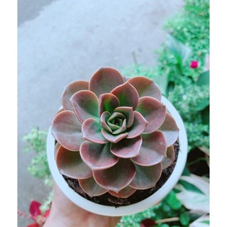 Chậu Sen Đá Nâu