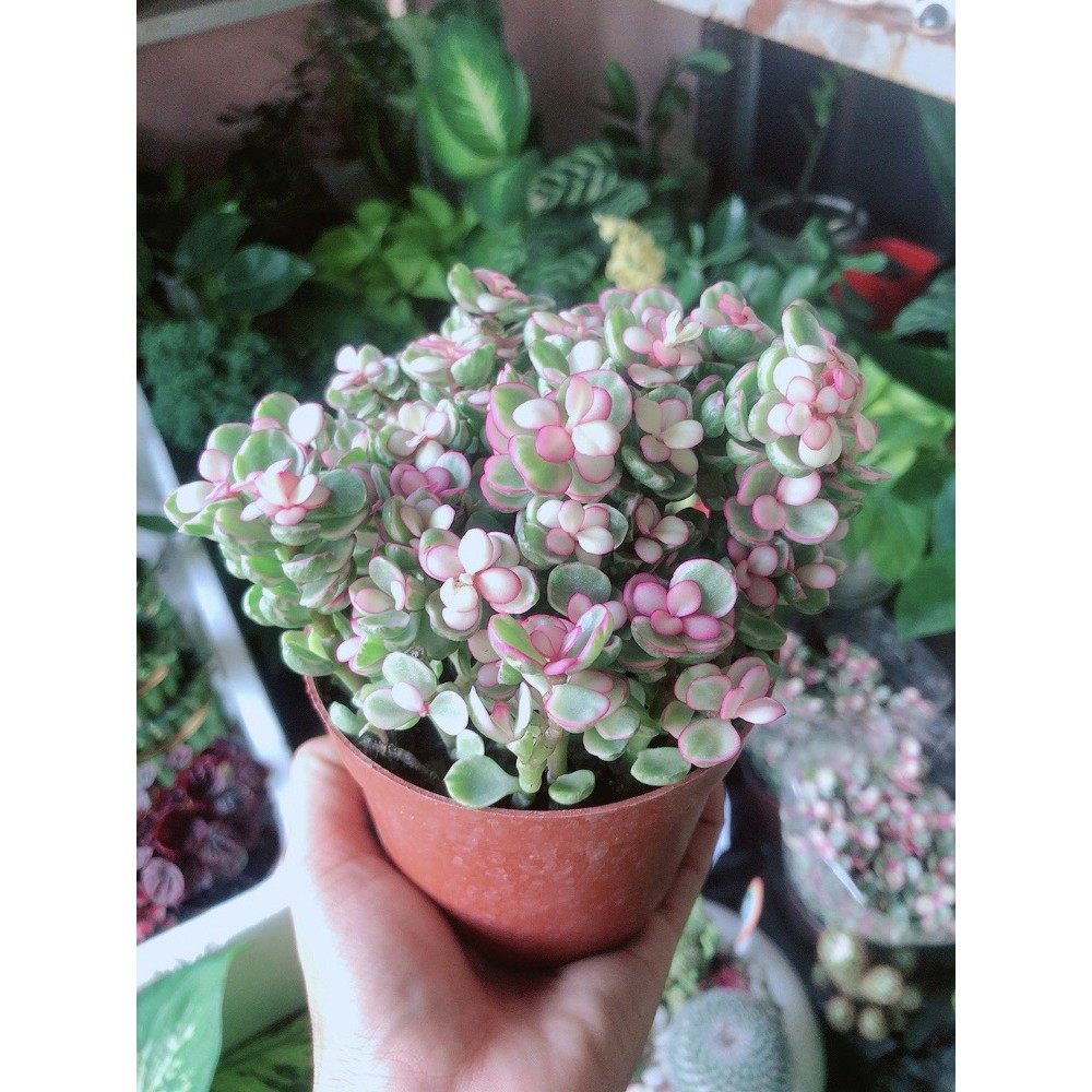 Cây Cành Vàng Lá Ngọc