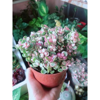 Cây Cành Vàng Lá Ngọc