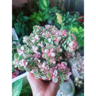 Cây Cành Vàng Lá Ngọc