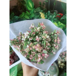 Cây Cành Vàng Lá Ngọc