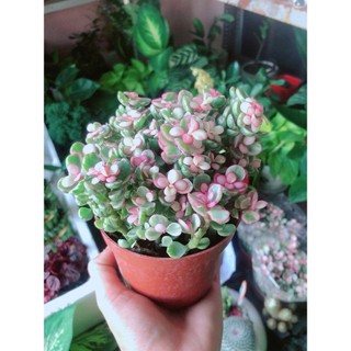 Cây Cành Vàng Lá Ngọc