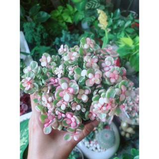 Cây Cành Vàng Lá Ngọc
