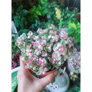 Cây Cành Vàng Lá Ngọc