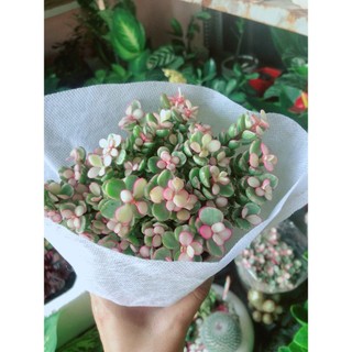 Cây Cành Vàng Lá Ngọc