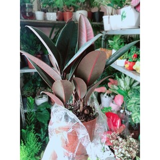 Cây Búp Đa Đỏ