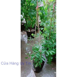 Cây Lan Tiêu