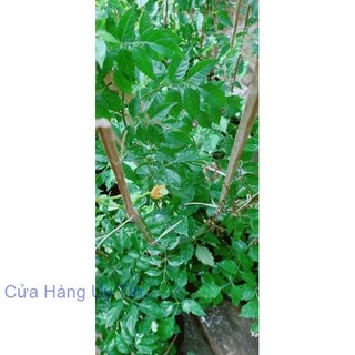 Cây Lan Tiêu