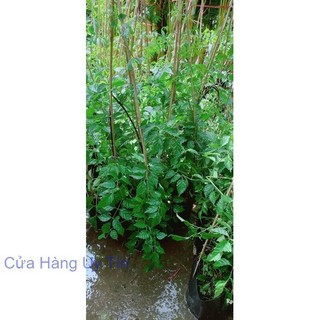 Cây Lan Tiêu