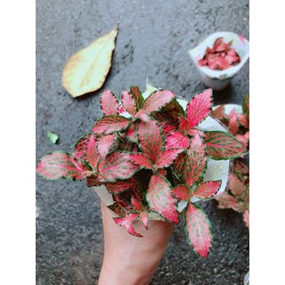 Cẩm Nhung (lá may mắn) đỏ đậm