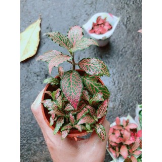 Cẩm Nhung (lá may mắn) đỏ đậm