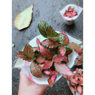 Cẩm Nhung (lá may mắn) đỏ đậm