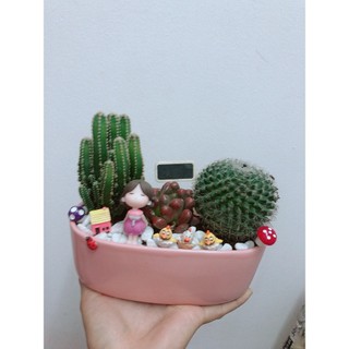 chậu sen đá mix