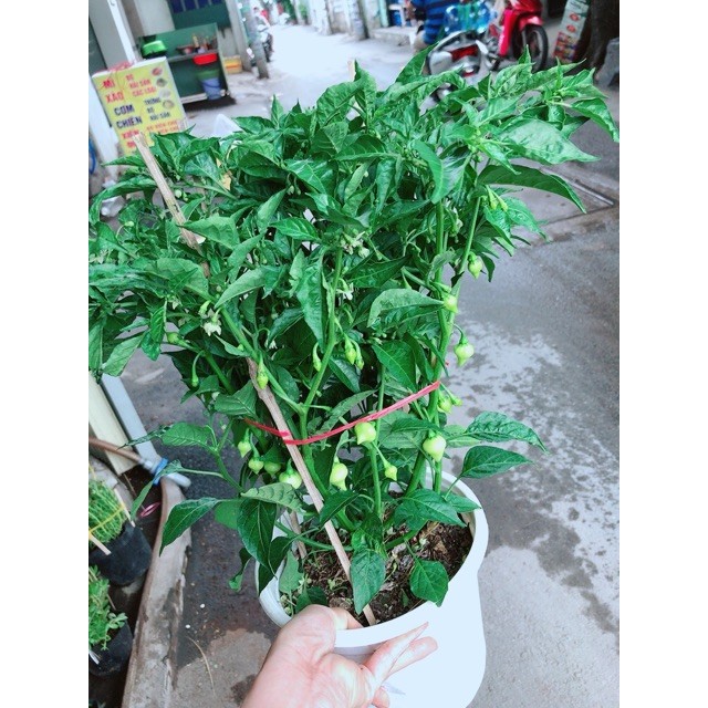 Chậu ớt kiểng