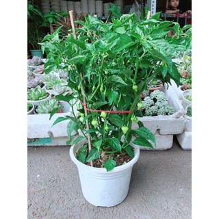 Chậu ớt kiểng