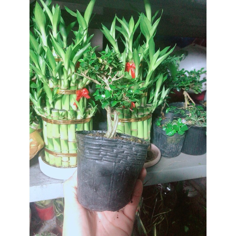 Cây Sam Hương Bonsai