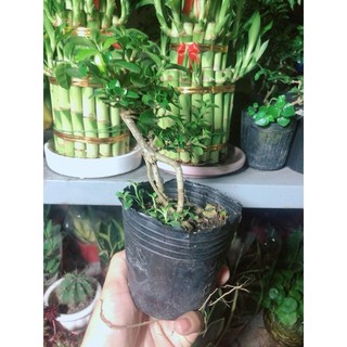 Cây Sam Hương Bonsai