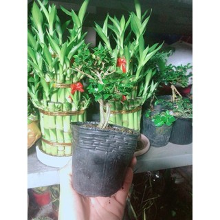 Cây Sam Hương Bonsai