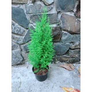Tùng Thơm Cao 50cm ngang 20cm