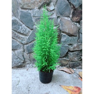 Tùng Thơm Cao 50cm ngang 20cm