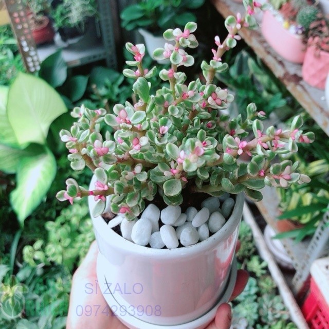 Chậu Cây Lan Ý Nhiều Hoa