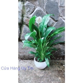 Chậu Cây Lan Ý Nhiều Hoa