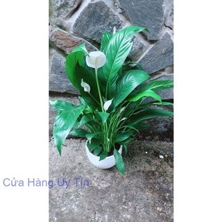 Chậu Cây Lan Ý Nhiều Hoa