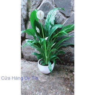 Chậu Cây Lan Ý Nhiều Hoa