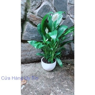 Chậu Cây Lan Ý Nhiều Hoa