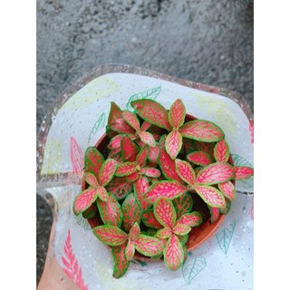 Cẩm Nhung Vàng Đỏ (lá may mắn)