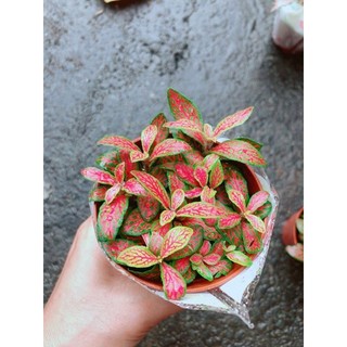Cẩm Nhung Vàng Đỏ (lá may mắn)
