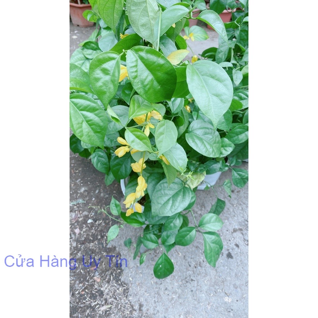 Cây Lan Hoàng Dương Thái