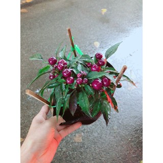 Bụi Ớt Tím