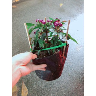Bụi Ớt Tím