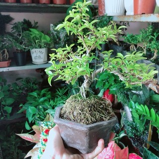 Chậu Mai Chiếu Thuỷ Bonsai