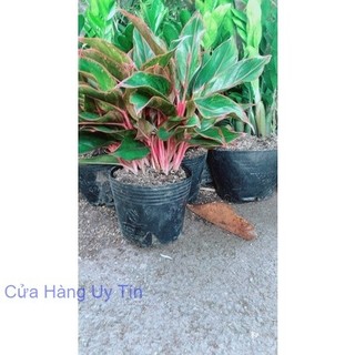 Phú Quý Hàng Đẹp