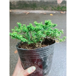Linh sam Hạt Gạo