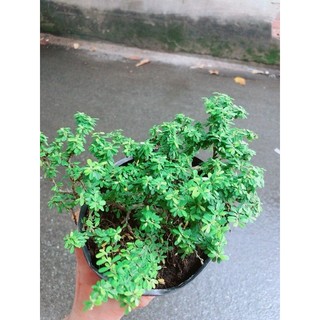 Linh sam Hạt Gạo