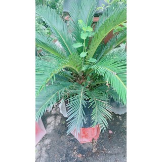 Cây Vạn Tuế Lớn